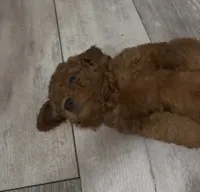 Rusty, a female Goldendoodle for sale in Gibsonton, FL – 2 of 4