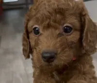 Rosie, a female Goldendoodle for sale in Gibsonton, FL – 3 of 4