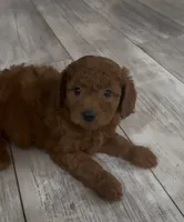Sunny, a female Goldendoodle for sale in Gibsonton, FL – 2 of 3