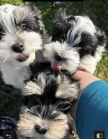 COOPER, a male Havanese for sale in Central Point, OR – 5 of 9