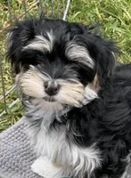 COOPER, a male Havanese for sale in Central Point, OR – 4 of 9