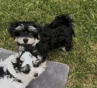 COOPER, a male Havanese for sale in Central Point, OR – 2 of 9