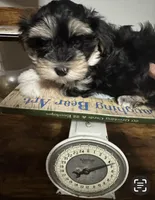 COOPER, a male Havanese for sale in Central Point, OR – 7 of 9