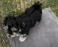 COOPER, a male Havanese for sale in Central Point, OR – 3 of 9