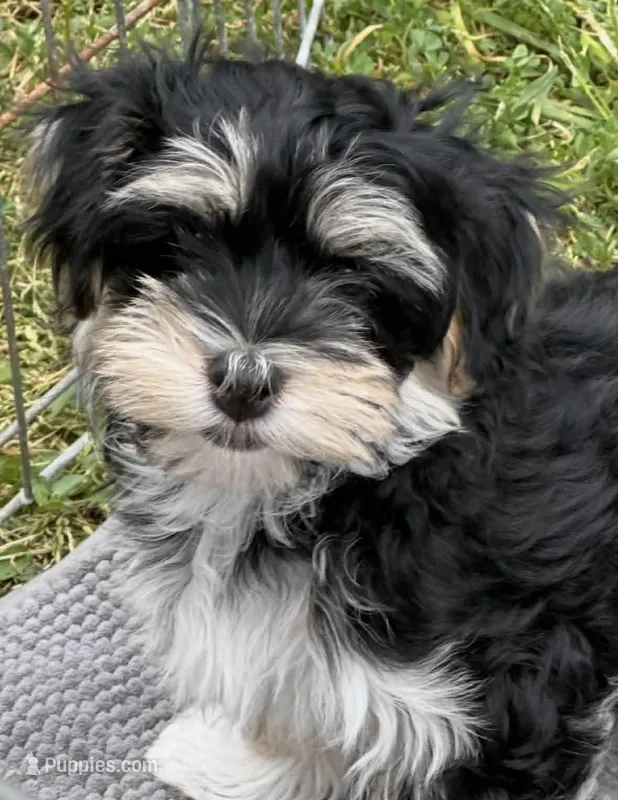 COOPER – Havanese puppy for sale in Central Point, OR