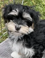 COOPER, a male Havanese for sale in Central Point, OR – 1 of 9