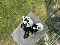 COOPER, a male Havanese for sale in Central Point, OR – 6 of 9
