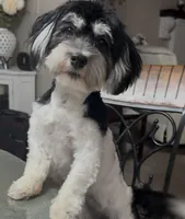 COOPER, a male Havanese for sale in Central Point, OR – 8 of 9
