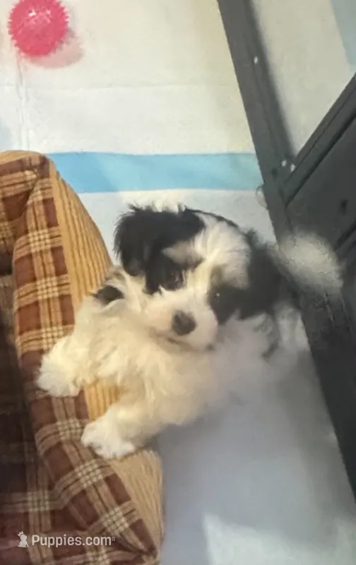 DIXIE – Havanese puppy for sale in Central Point, OR