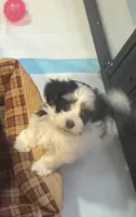 DIXIE, a female Havanese for sale in Central Point, OR – 1 of 2