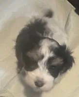 LILLY , a female Havanese for sale in Central Point, OR – 3 of 3
