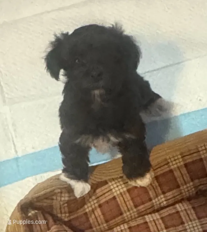 DOLLY  – Havanese puppy for sale in Central Point, OR
