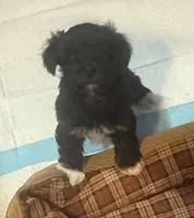DOLLY , a female Havanese for sale in Central Point, OR – 1 of 3