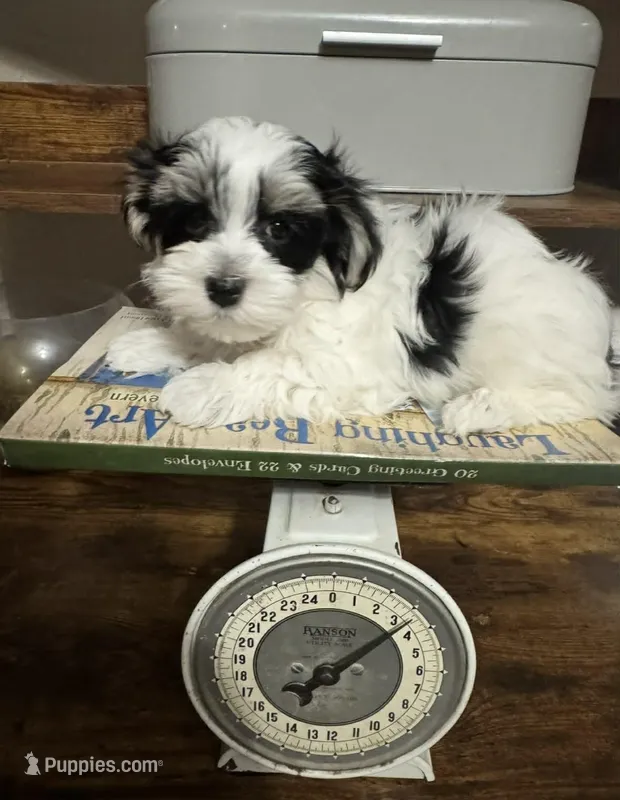 Brodie – Havanese puppy for sale in Central Point, OR