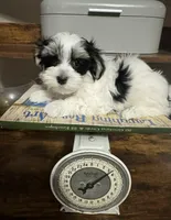 Brodie, a male Havanese for sale in Central Point, OR – 1 of 4