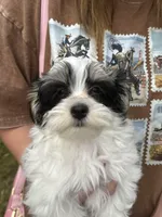 Brodie, a male Havanese for sale in Central Point, OR – 2 of 4