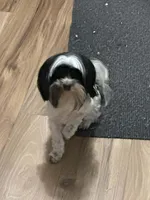 Brodie, a male Havanese for sale in Central Point, OR – 3 of 4