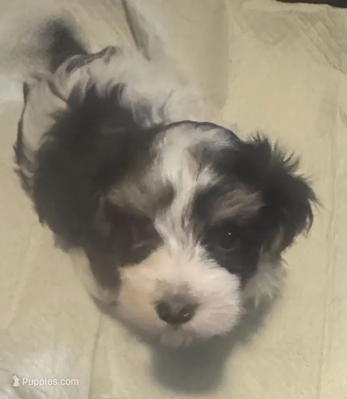 LILLY  – Havanese puppy for sale in Central Point, OR