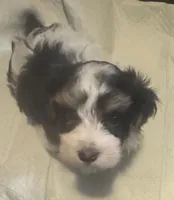 LILLY , a female Havanese for sale in Central Point, OR – 1 of 3