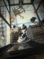 DOLLY , a female Havanese for sale in Central Point, OR – 3 of 3