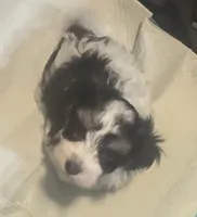 LILLY , a female Havanese for sale in Central Point, OR – 2 of 3