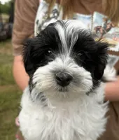Bensen , a male Havanese for sale in Central Point, OR – 2 of 6