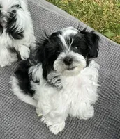 Bensen , a male Havanese for sale in Central Point, OR – 3 of 6