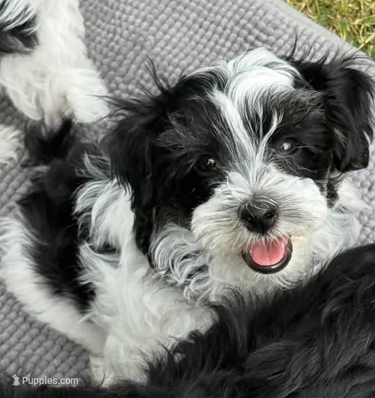 Bensen  – Havanese puppy for sale in Central Point, OR