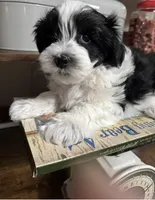 Bensen , a male Havanese for sale in Central Point, OR – 4 of 6