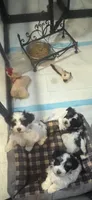 DIXIE, a female Havanese for sale in Central Point, OR – 2 of 2