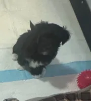 DOLLY , a female Havanese for sale in Central Point, OR – 2 of 3