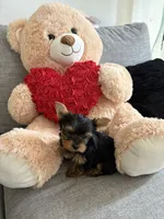 Versace , a male Yorkshire Terrier for sale in West Allis, WI – 2 of 3