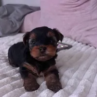 Gucci, a male Yorkshire Terrier for sale in West Allis, WI – Photo 5 of 6