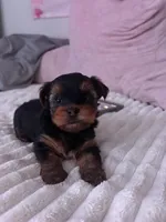 Gucci, a male Yorkshire Terrier for sale in West Allis, WI – Photo 4 of 4