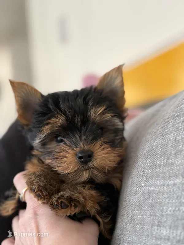 Gucci – Yorkshire Terrier puppy for sale in West Allis, WI