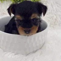 Gucci, a male Yorkshire Terrier for sale in West Allis, WI – Photo 4 of 6