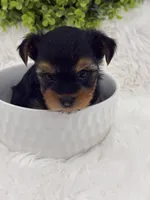 Gucci, a male Yorkshire Terrier for sale in West Allis, WI – Photo 3 of 4