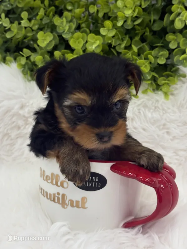 Gucci, a male Yorkshire Terrier for sale in West Allis, WI – Photo 1 of 4
