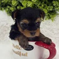 Gucci, a male Yorkshire Terrier for sale in West Allis, WI – Photo 2 of 6