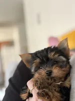 Gucci, a male Yorkshire Terrier for sale in West Allis, WI – Photo 6 of 6
