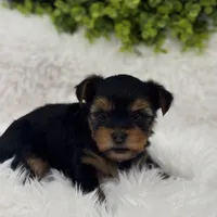 Gucci, a male Yorkshire Terrier for sale in West Allis, WI – Photo 3 of 6