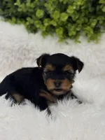 Gucci, a male Yorkshire Terrier for sale in West Allis, WI – Photo 2 of 4