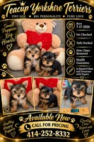 Versace , a male Yorkshire Terrier for sale in West Allis, WI – 4 of 4