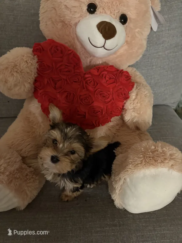Prada – Yorkshire Terrier puppy for sale in West Allis, WI