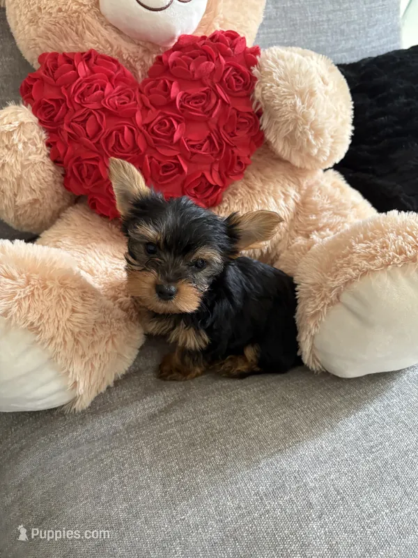 Versace  – Yorkshire Terrier puppy for sale in West Allis, WI