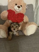 Prada, a female Yorkshire Terrier for sale in West Allis, WI – 2 of 2