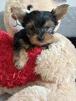 Versace , a male Yorkshire Terrier for sale in West Allis, WI – 3 of 3