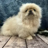 Loki, a male Pekingese for sale in Joice, IA – Photo 2 of 3