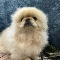 Loki, a male Pekingese for sale in Joice, IA – Photo 3 of 3
