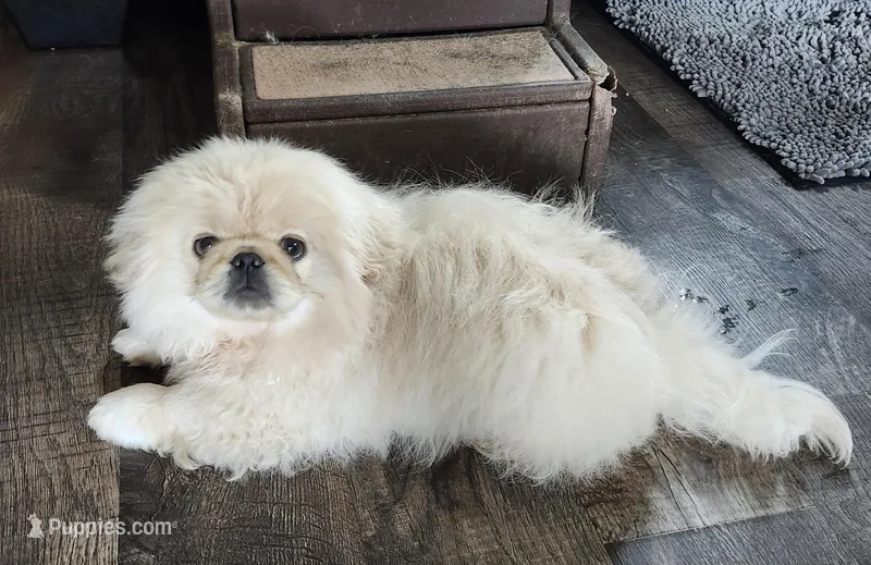 Loki – Pekingese puppy for sale in Joice, IA